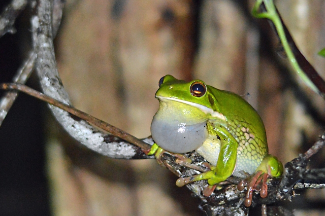 A male tree frog calling to the females, to make more baby tree frogs.