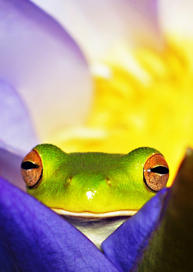 A White-lipped tree frog looks out from a water lily flower. Photo: David Clode.
