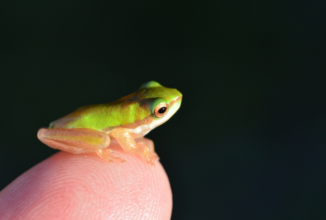 Baby tree frog.