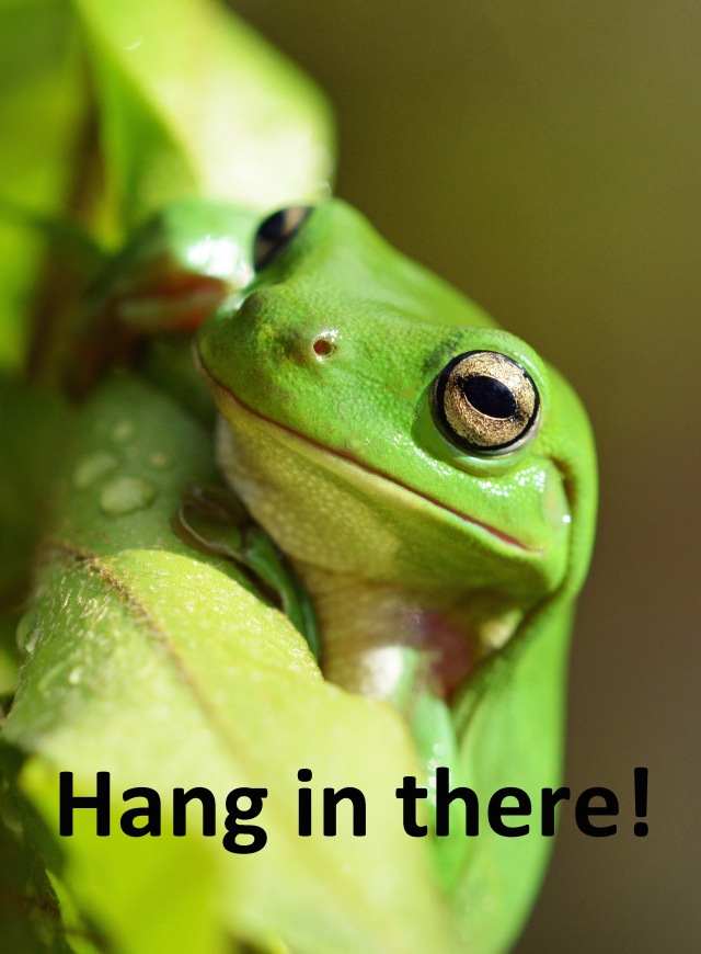 "Hang in there!". Frog poster by David Clode.