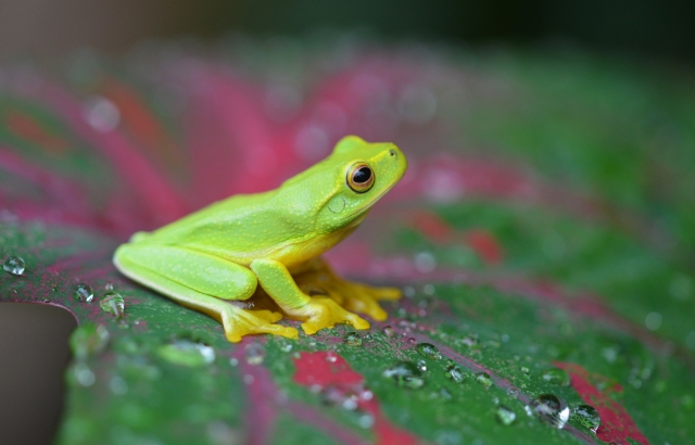 A Dainty tree frog sits on a caladium leaf.