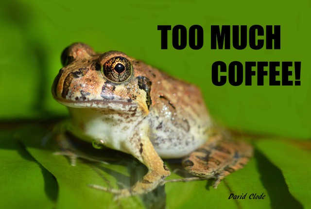 "Too Much Coffee!". Frog poster by David Clode.