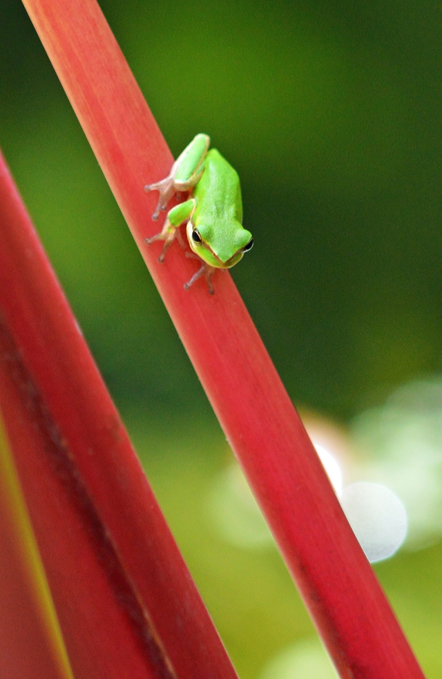 "That's a long way down!". Norhtern dwarf tree frog Litoria bicolor. Cairns. Photo: David Clode.