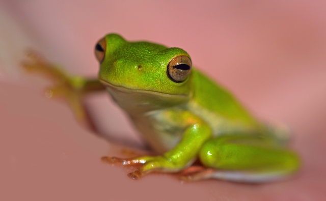 Green tree frog.