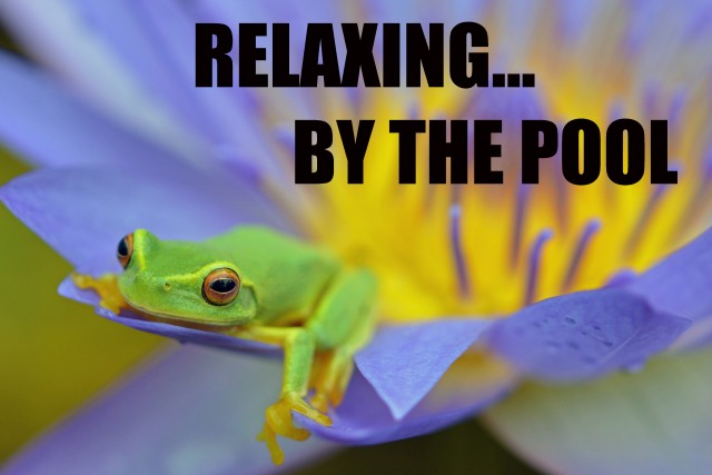 "Relaxing... by the pool". A Dainty tree frog (Litoria gracilenta) takes it easy in a water lily flower (Nymphaea caerulea). Frog poster by David Clode.