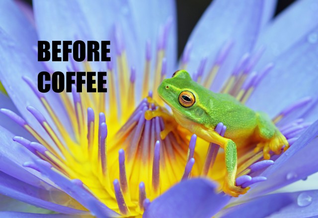 "Before Coffee". Frog poster by David Clode.