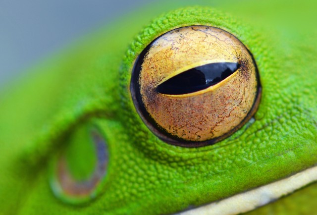 Close up photo of the eye of a White-lipped tree frog. Photo: David Clode.