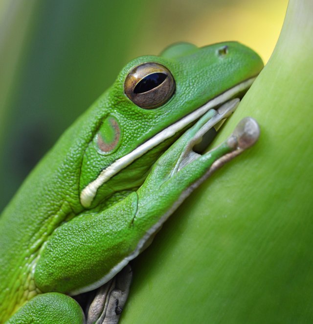 White-lipped Tree frog. Photo: David Clode.
