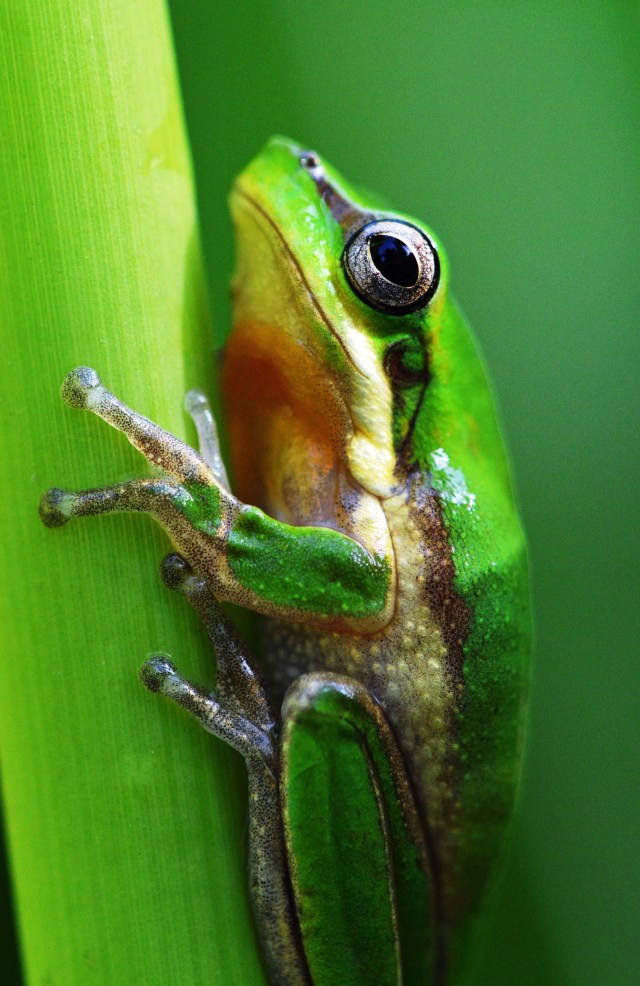 Northern Dwarf tree frog. Photo: David Clode.