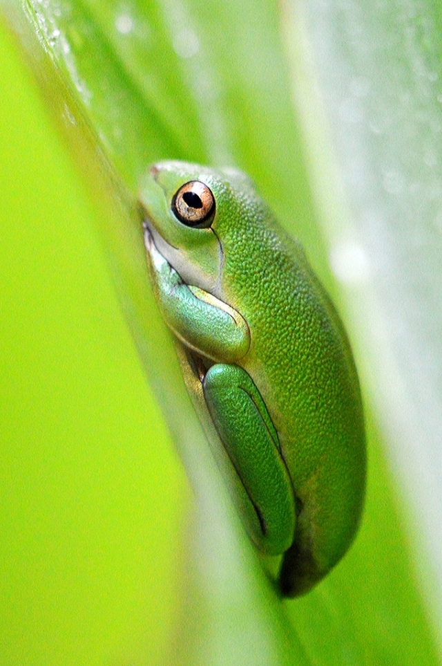 A newly emerged baby treefrog has found a nice home between two big tropical leaves. Photo: David Clode.