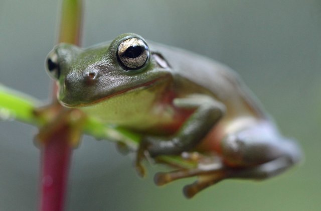 Green Tree Frog Litoria caerulea. Photo: David Clode.