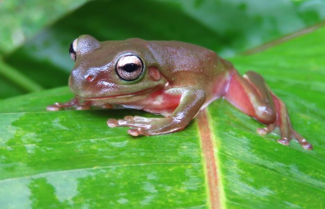 Litoria caerulea Green Tree frog. Photo: David Clode.