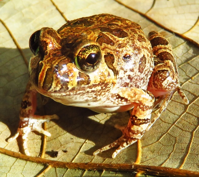 Ornate Burrowing Frog Limnodynastes ornatus.